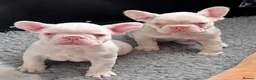 French Bulldog dogs for sale: French Bulldog Puppies KC registered  - Advert 10