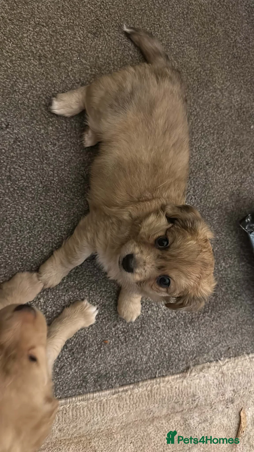 Mixed Breed dogs for sale: 3 beautiful playful puppies ready to go - Advert 11