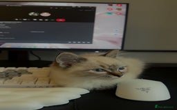 Ragdoll cats for sale: Male ragdoll kitten ASAP! - Image 2