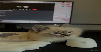 Ragdoll cats - Advert 8