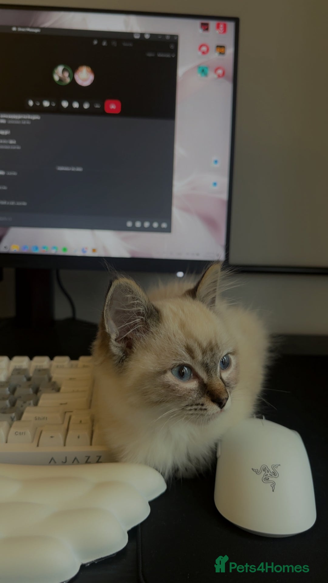 Ragdoll cats for sale: Male ragdoll kitten ASAP! - Image 2