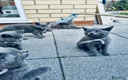 British Shorthair cats for sale: British shorthair  - Image 8