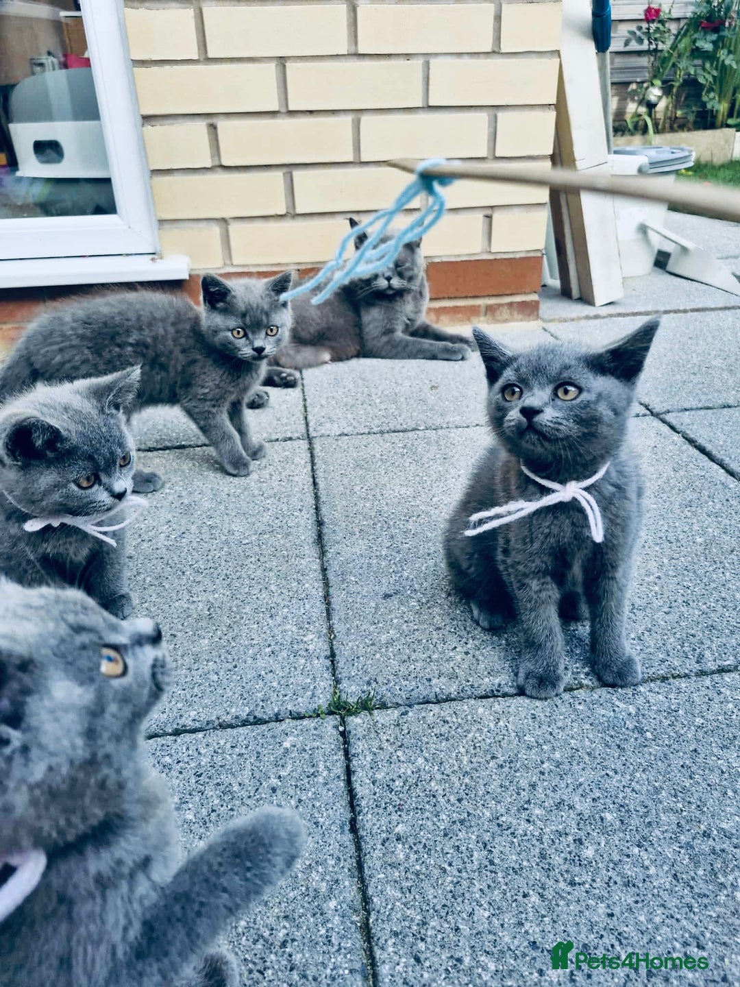 British Shorthair cats for sale: British shorthair  - Image 8