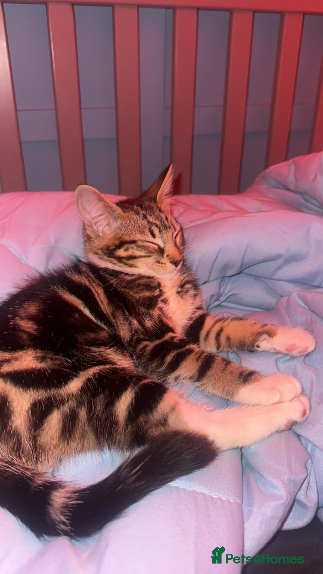 Domestic Shorthair cats for sale: Mika looking for a new home  in Northampton - Advert 1