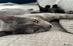 Mixed Breed cats for sale: Beautiful Domestic Shorthair Kittens grey / black - Image 1