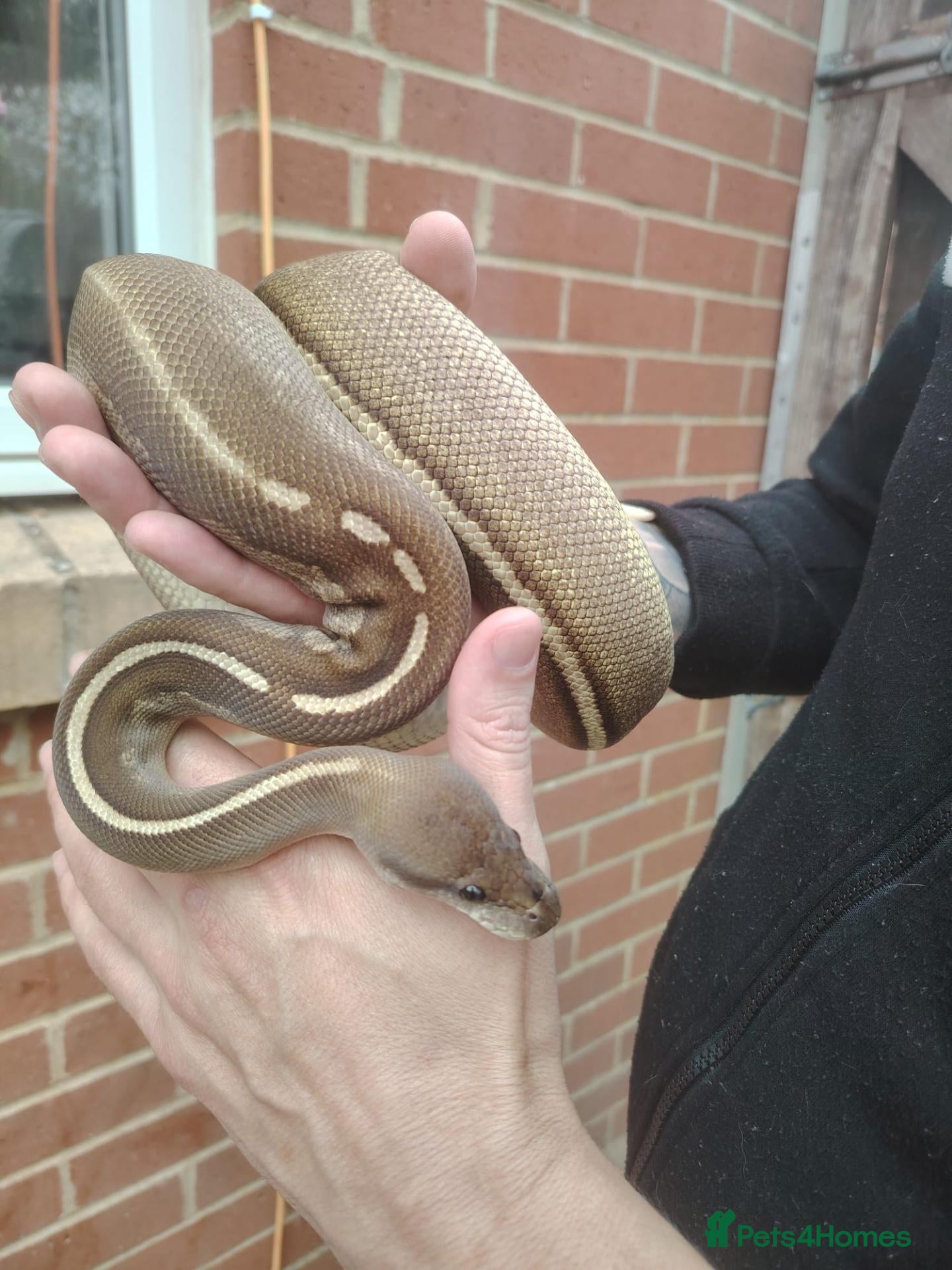 Python Snake reptiles female cinnamon/Mojave (savannah) ball python  - Advert 1