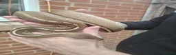Python Snake reptiles for sale: Gorgeous male and female ball python  - Advert 7
