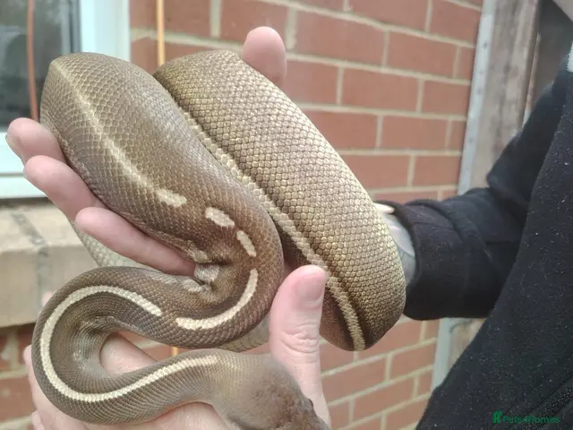 Python Snake reptiles female cinnamon/Mojave (savannah) ball python - Advert 1