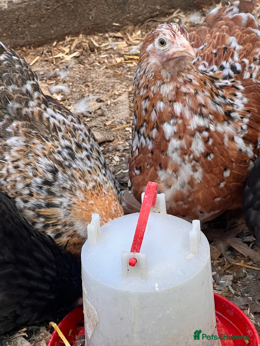 Chickens poultry for sale: Pekin bantams  - Advert 2