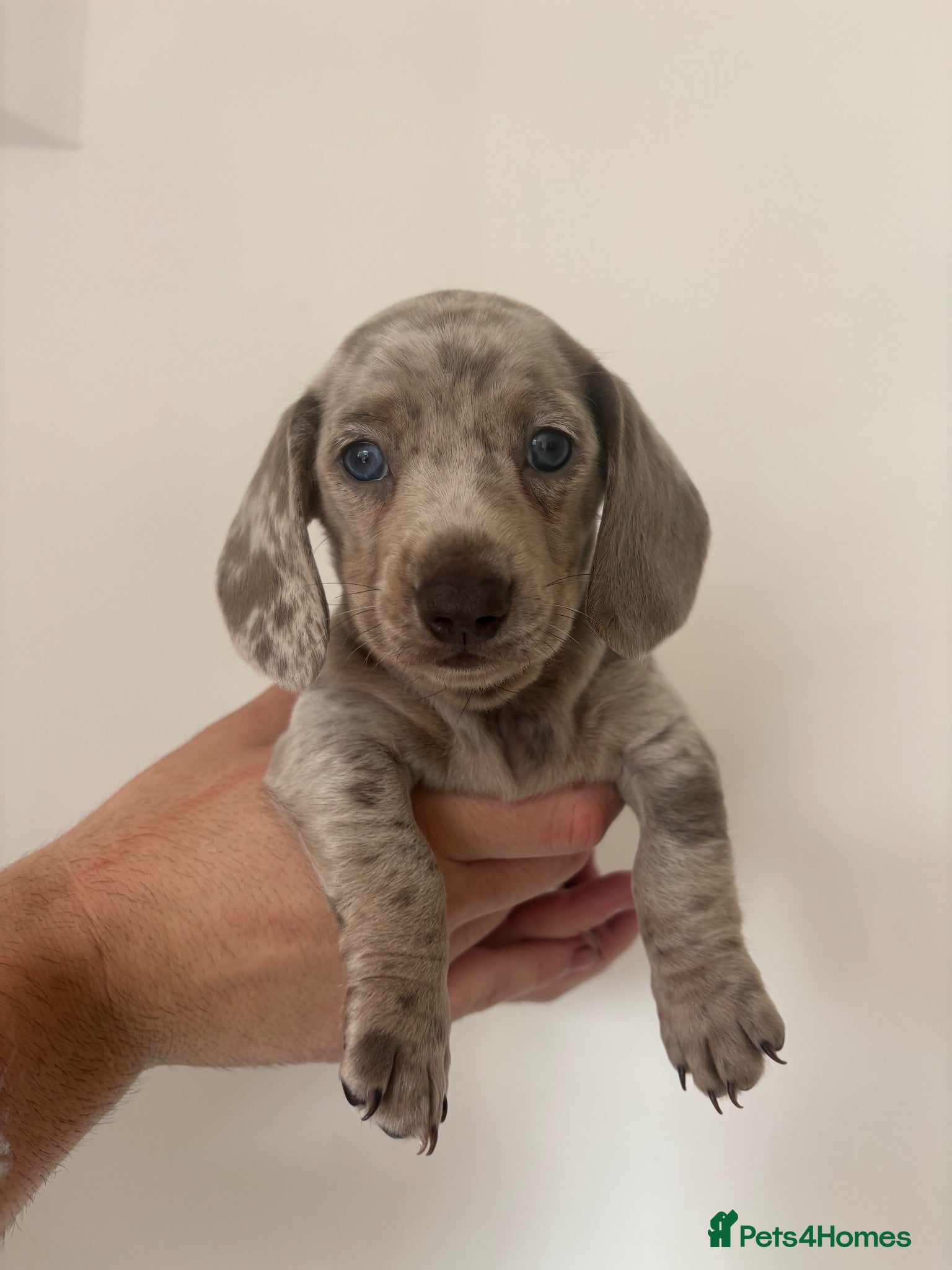 Dachshund dogs Beautiful Standard Dachshund puppies - Advert 16