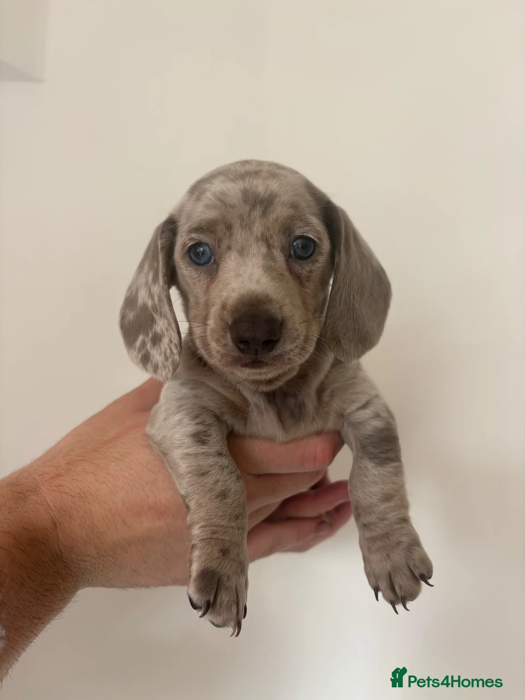 Dachshund dogs for sale: 1 Dachsund left! Ready to leave  - Advert 1