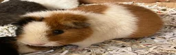 Guinea Pig rodents for sale: Pure bred Teddy girls/sows - Advert 8