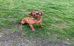 Labrador Retriever dogs for sale: Beautiful fox red Labrador  - Image 3