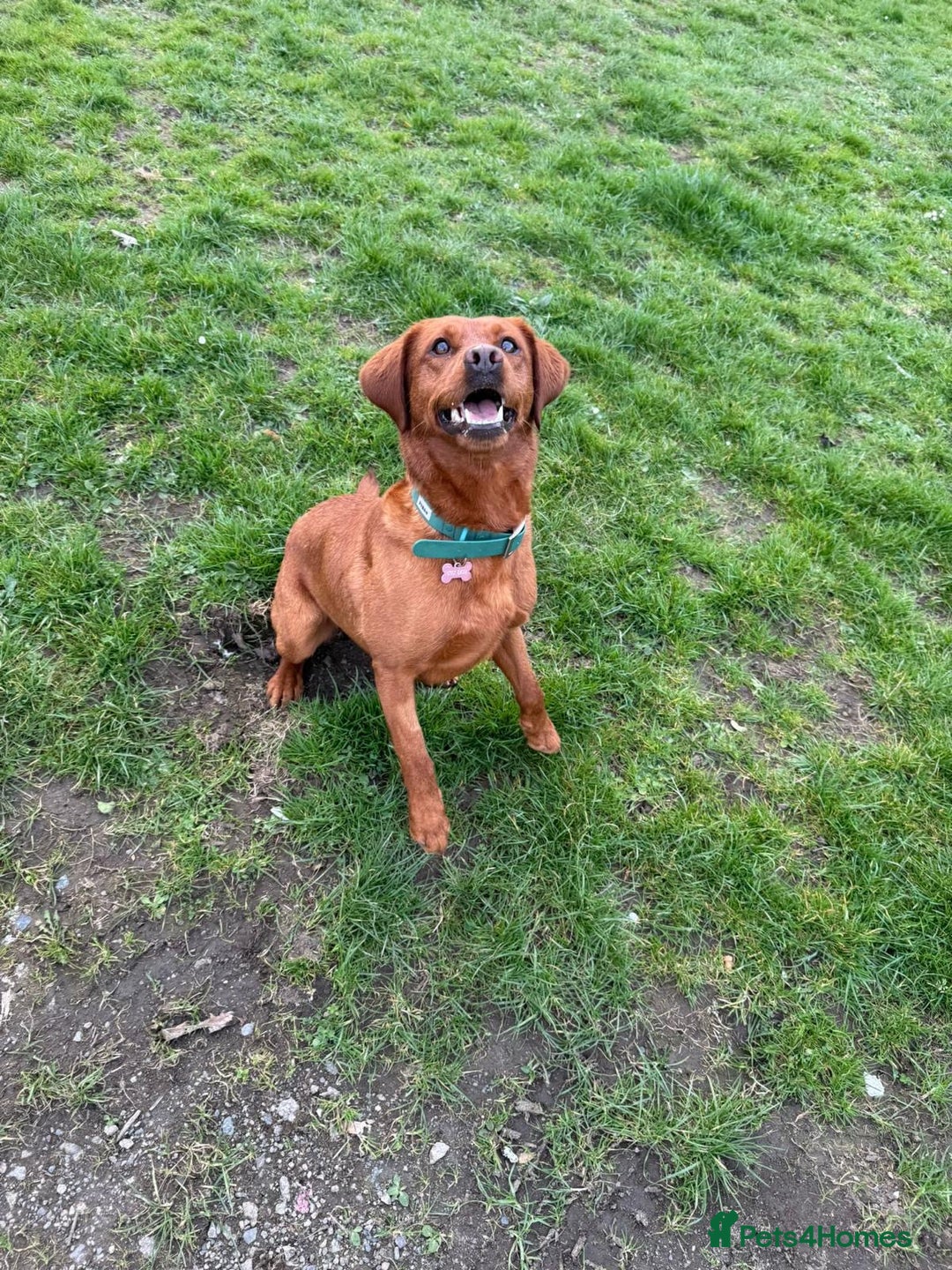 Labrador Retriever dogs for sale: Beautiful fox red Labrador  - Image 3
