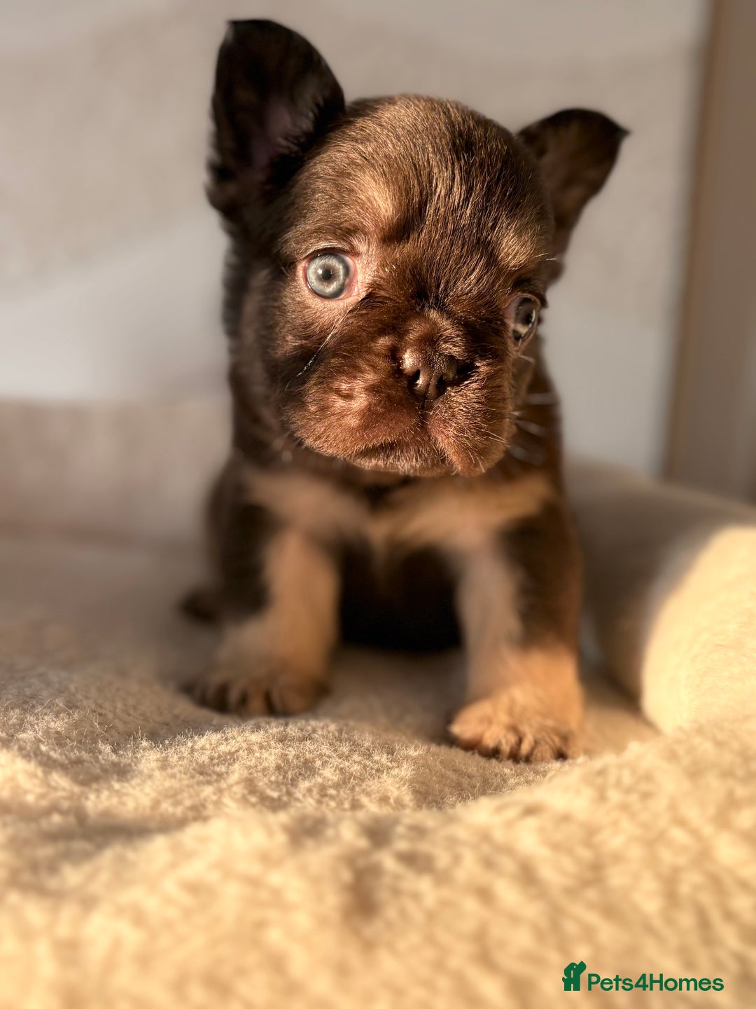 French Bulldog dogs for sale: Beautiful litter off French bulldog puppies  - Image 15