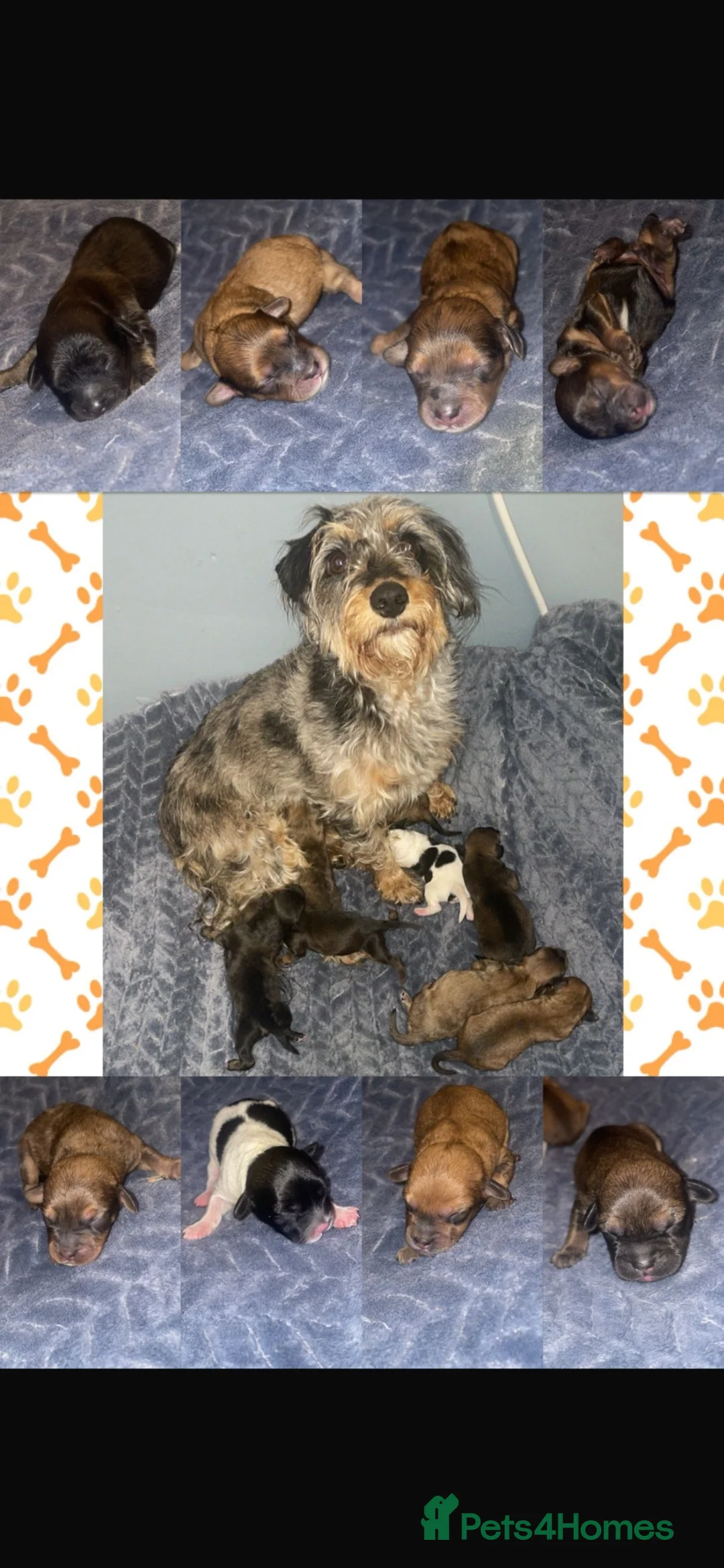 Mixed Breed dogs for sale: Beautiful Poochi Datzu Puppies  - Advert 1