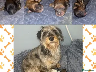 Mixed Breed dogs Beautiful Poochi Datzu Puppies - Advert 2