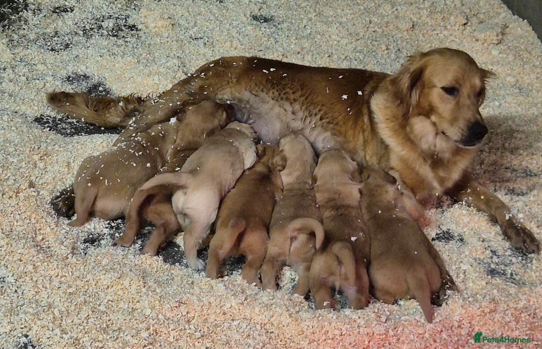 Golden Retriever dogs for sale: KC GOLDEN RETRIEVER PUPPIES, HEALTH SCORED PARENTS - Advert 28