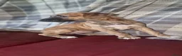 Mixed Breed dogs for sale: Whippet X Lurcher Puppies - Advert 31