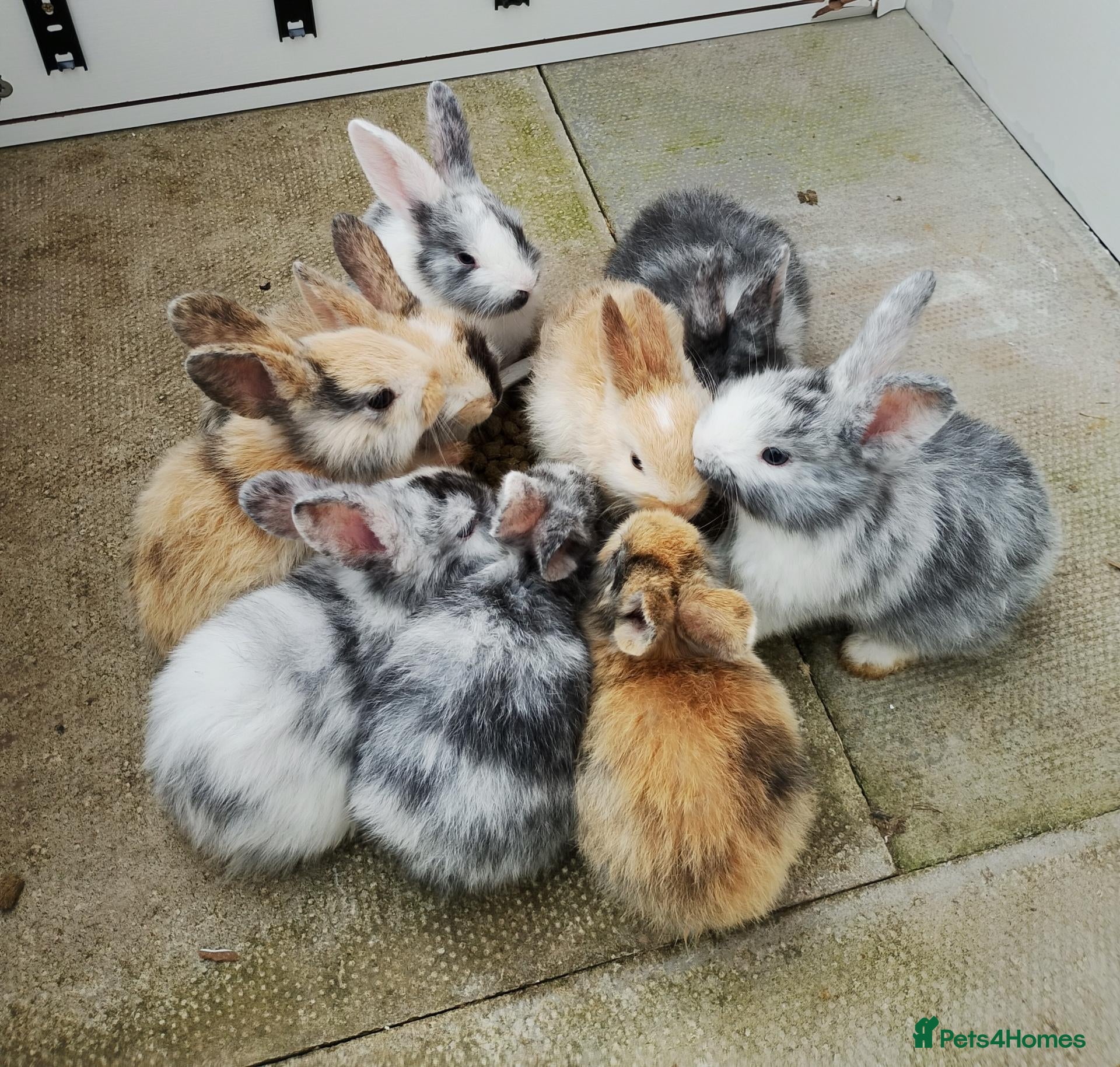 Mixed Breed rabbits 8 left to reserve -Healthy Baby Rabbits - Advert 20