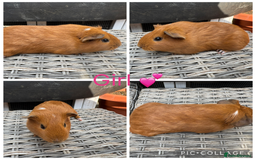 Guinea Pig rodents for sale: only 10 girls left Funky&smooth Guinea pigs - Image 9