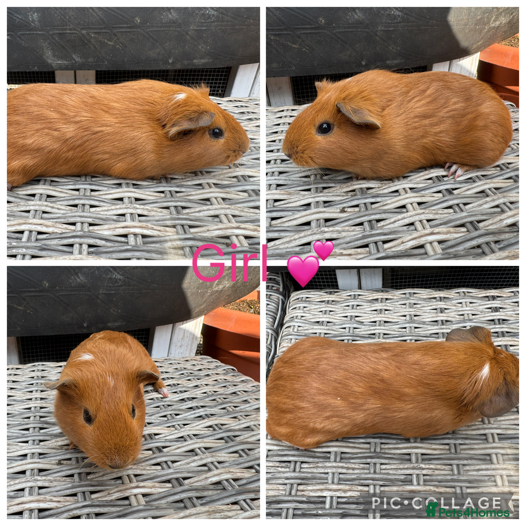 Guinea Pig rodents for sale: only 10 girls left Funky&smooth Guinea pigs - Image 9