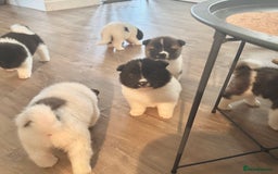 Akita dogs for sale: Quality Family Raised American Akita Puppies - Image 14