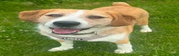Mixed Breed dogs for adoption: LUCIA - ALL HEART ❤️ CUDDLES & FUN in Derby - Advert 1