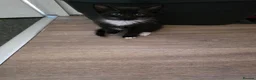 Mixed Breed cats for sale: 2 kittens ready to leave  in Nuneaton - Advert 3