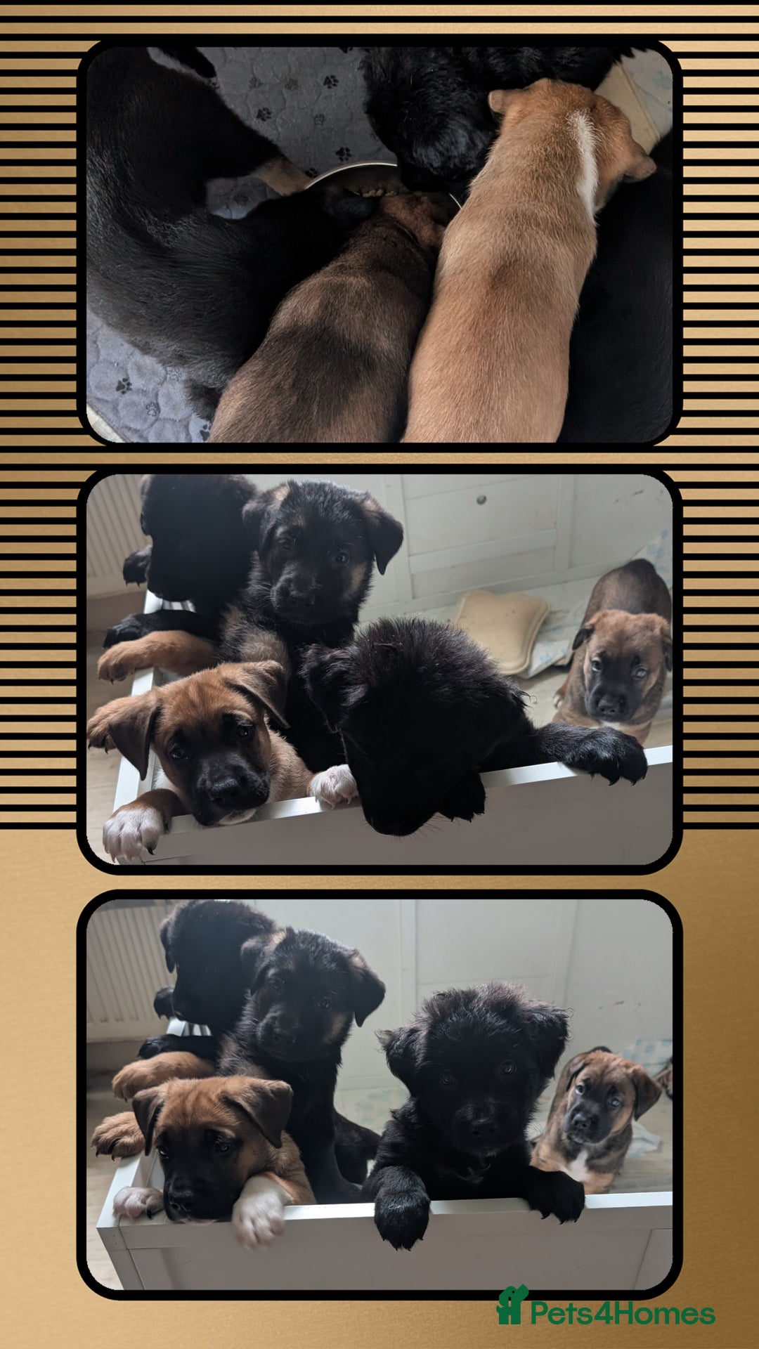 German Shepherd dogs for sale: German Shepherd Puppies - Image 7
