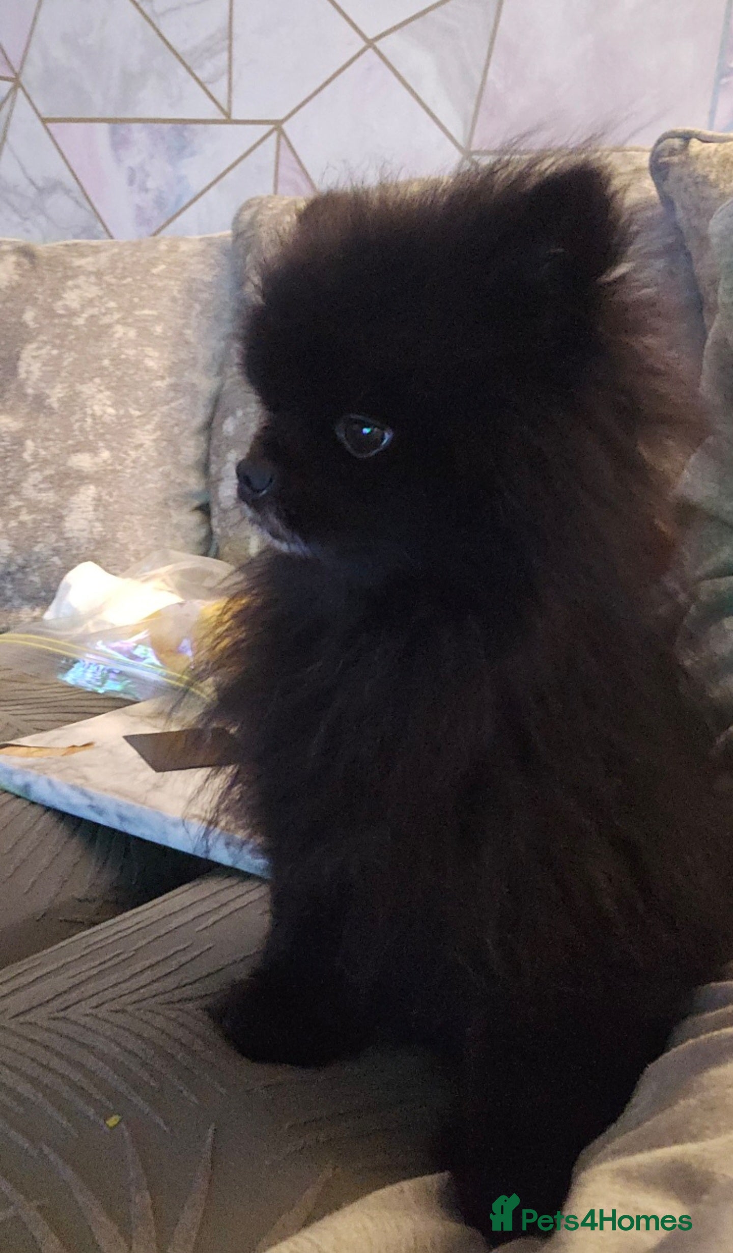 Pomeranian dogs Male Pedigree Pomeranian Dog - Advert 18