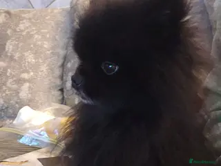 Pomeranian dogs Male Pedigree Pomeranian Dog - Advert 1