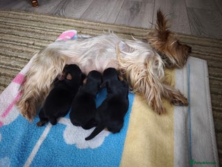 Yorkshire Terrier dogs Adorable Yorkshire Terrier Puppies. - Advert 16