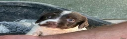 English Springer Spaniel dogs for sale: English Springer Spaniel Puppies - Advert 21