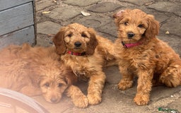 Goldendoodle dogs for sale: Double Doodle pups  - Image 13