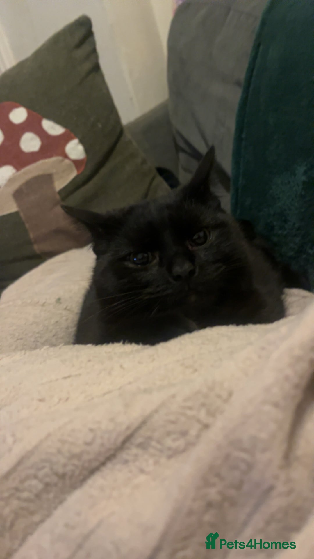 Mixed Breed cats for sale: 2 bonded cats - Advert 11