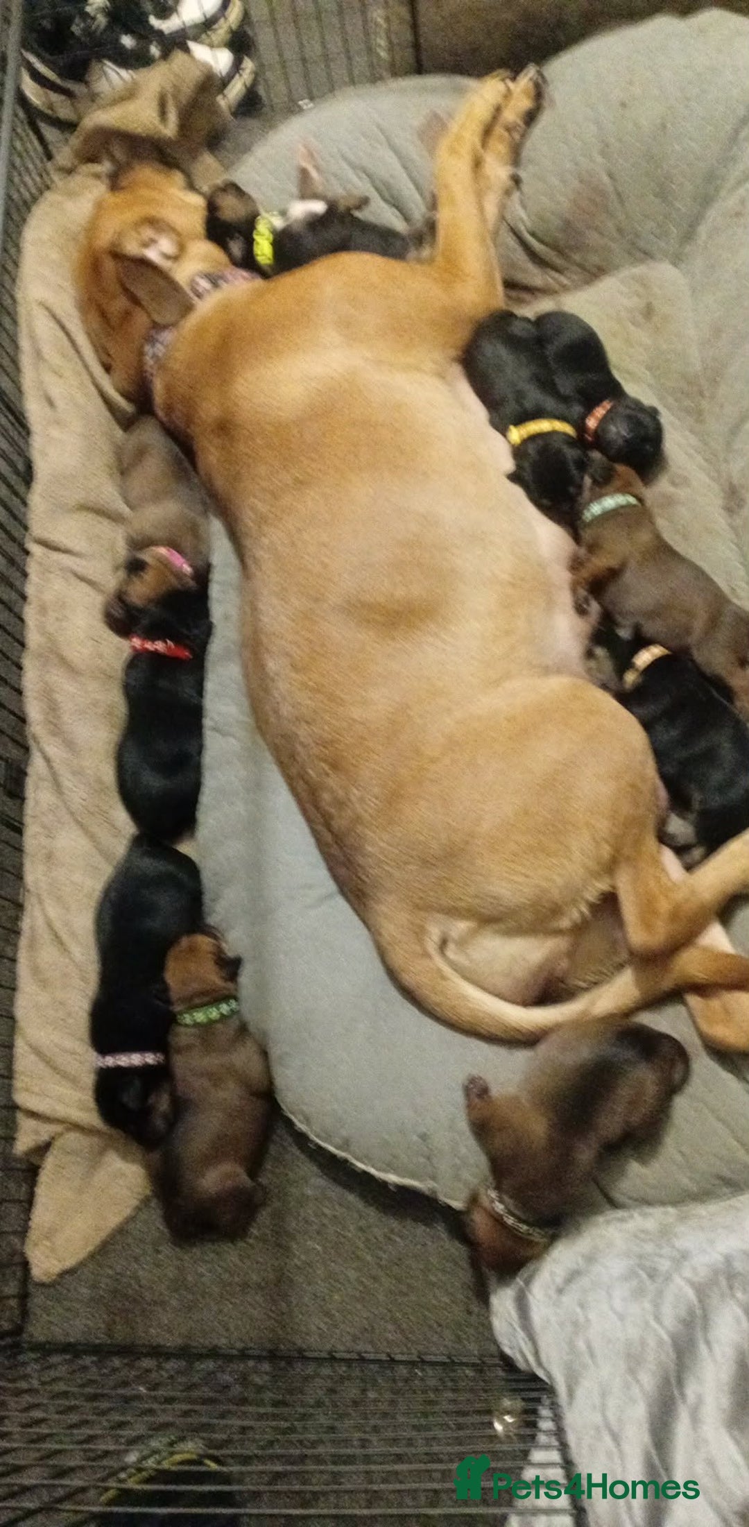 Mixed Breed dogs for sale: My surprise litter - Advert 4