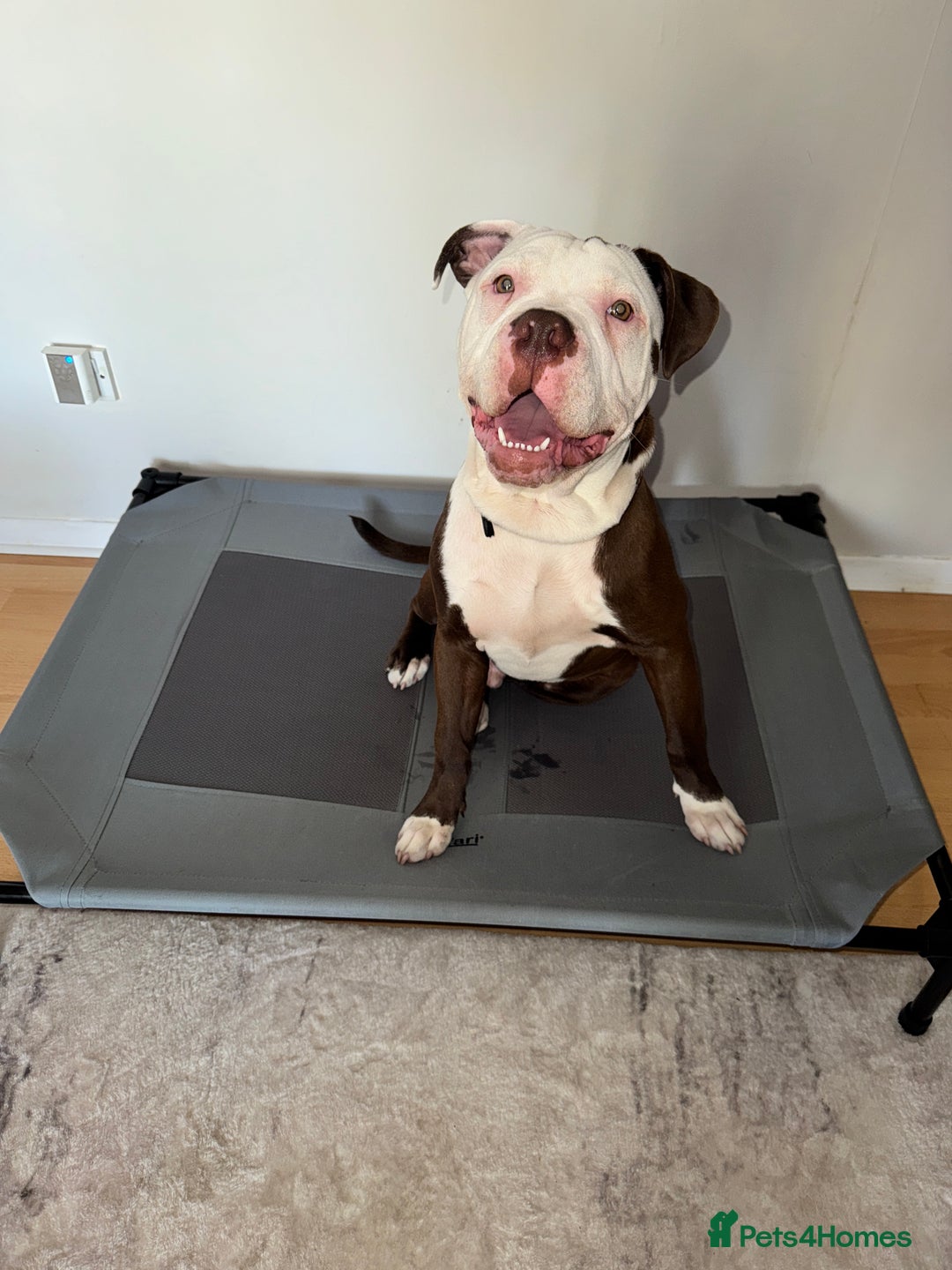 American Bull Staffy dogs for sale: American Staffordshire Terrier - Image 4