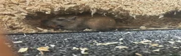 Gerbil rodents for sale: 2 female gerbils  in Sheffield - Advert 4