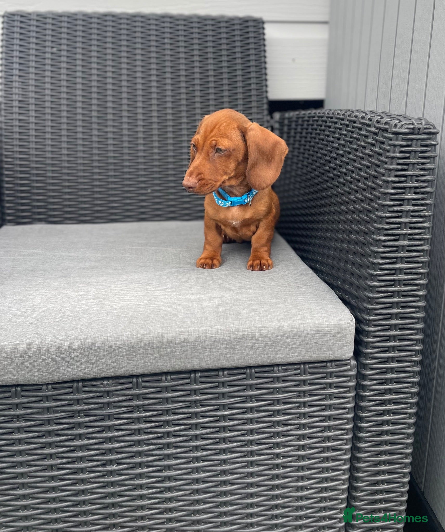 Miniature Dachshund dogs 💖💙beautiful Dachunds ready now 💖💙 - Advert 1