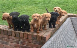 Labradoodle dogs for sale: F1 labradoodles - Image 17