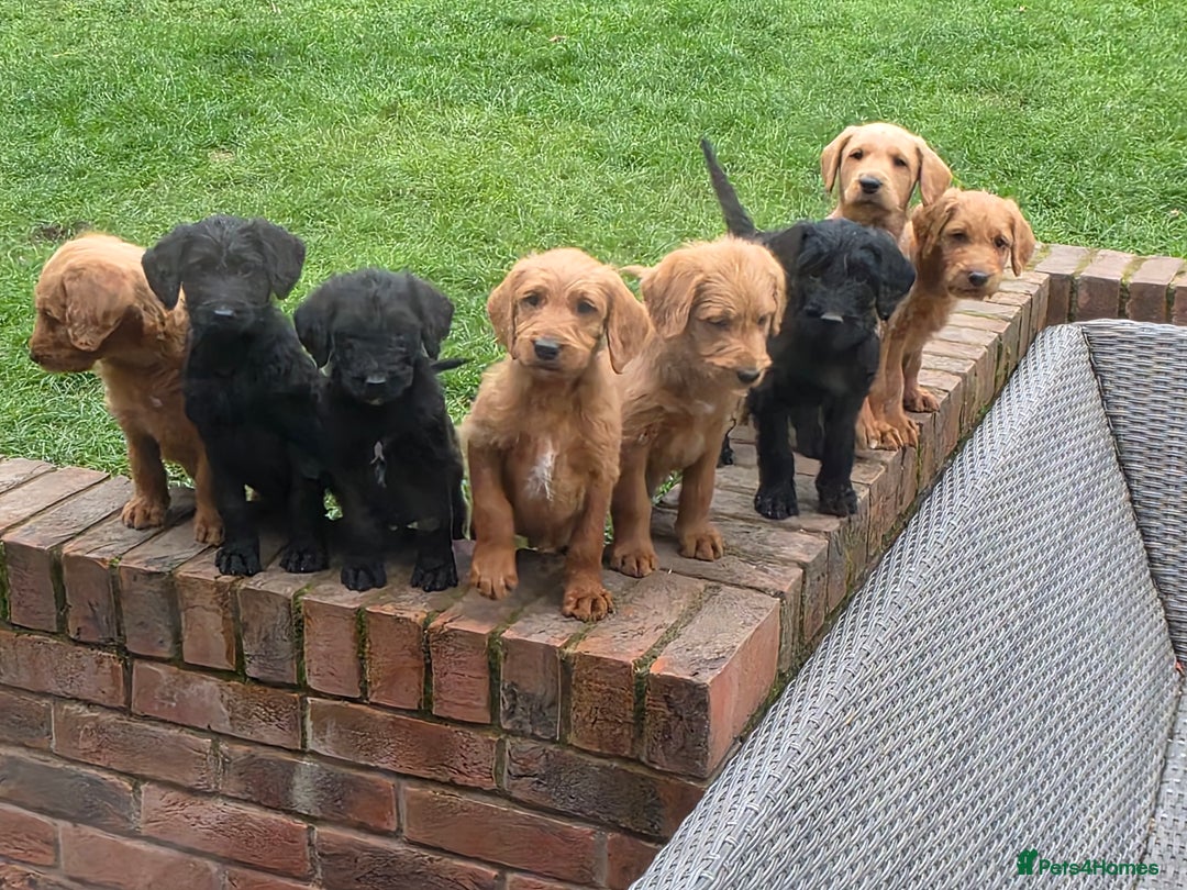 Labradoodle dogs for sale: F1 labradoodles - Image 17