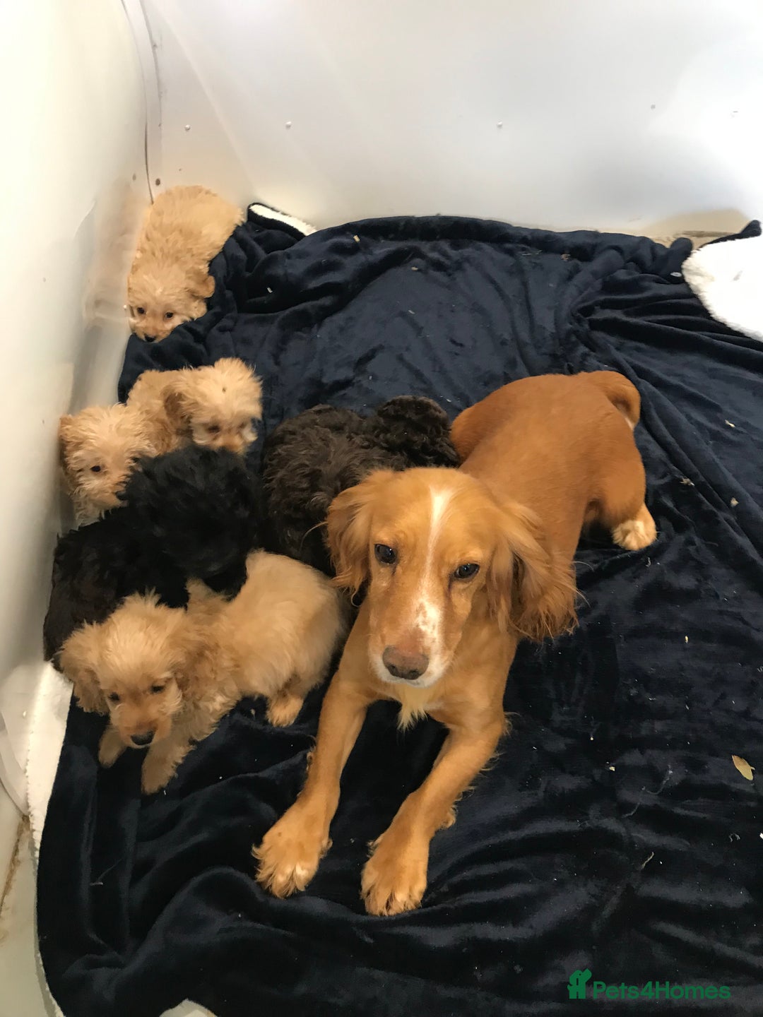 Cockapoo dogs for sale: F1 Cockapoo - Image 17