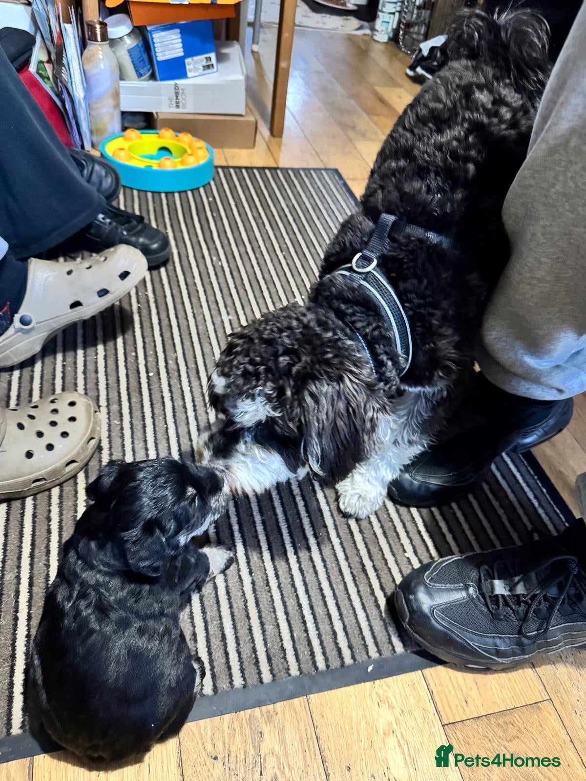 Schnoodle dogs 4 Beautiful loving, schnoodles - Advert 2