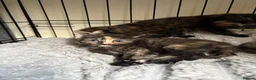 Mixed Breed cats for sale: Winnie,Honey, Dixie - Advert 5