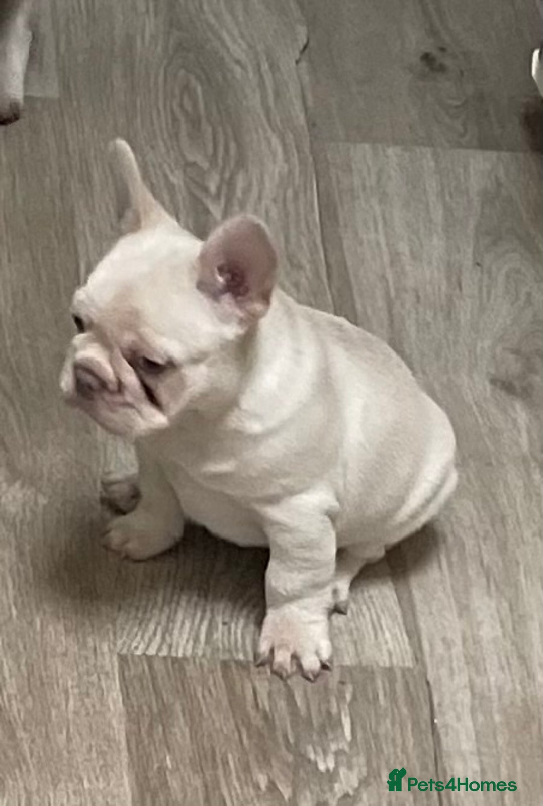 French Bulldog dogs for sale: KC REGISTERED QUALITY FRENCH BULLDOG PUPPIES  - Advert 31