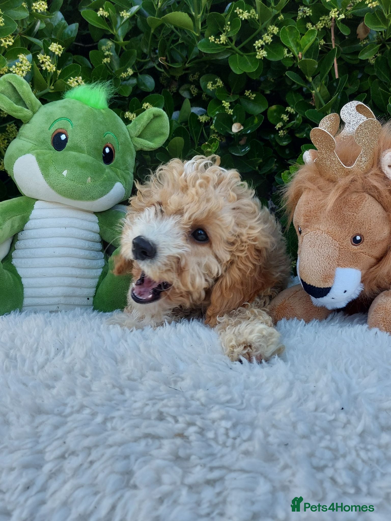 Cavapoo dogs Exceptional F1 Cavapoo Teddy Bears all males - Advert 2