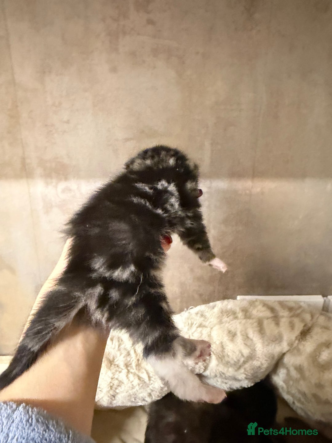 British Shorthair cats for sale: Adorable Kittens, Will be Ready from 22 December! - Advert 21