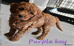 Cockapoo dogs for sale: Beautiful F2 cockapoos  - Image 9