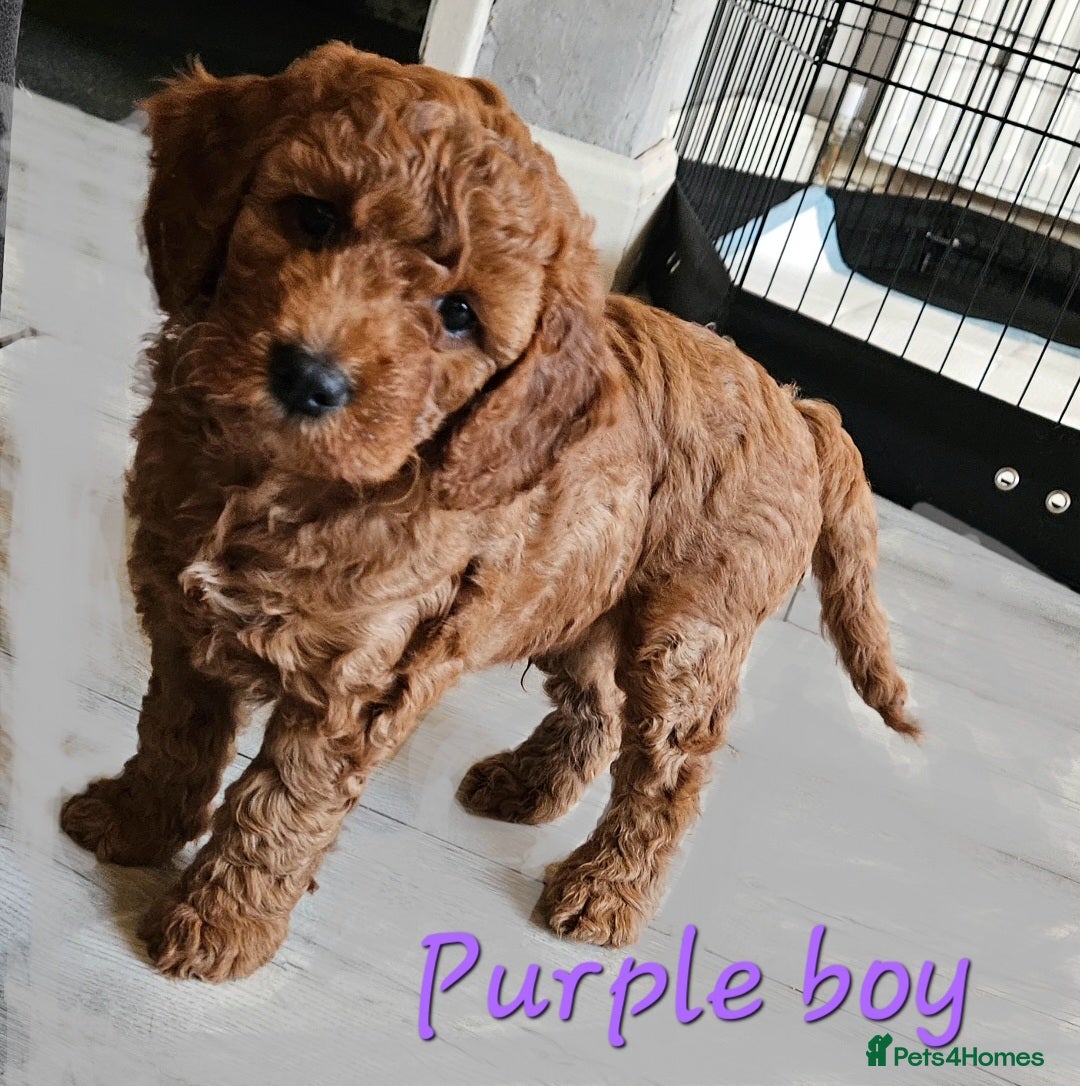 Cockapoo dogs for sale: Beautiful F2 cockapoos  - Image 9